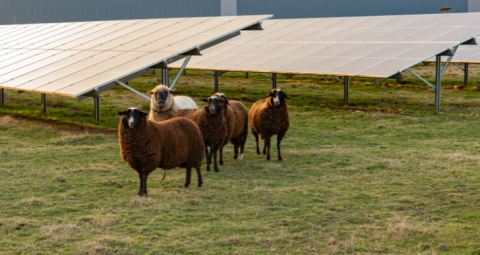 Agrivoltaïques